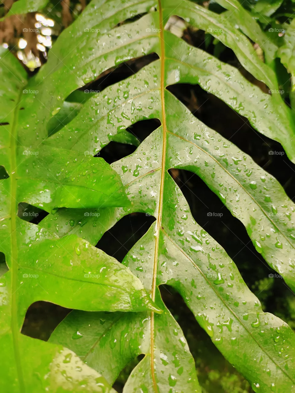 beautiful green leaf background