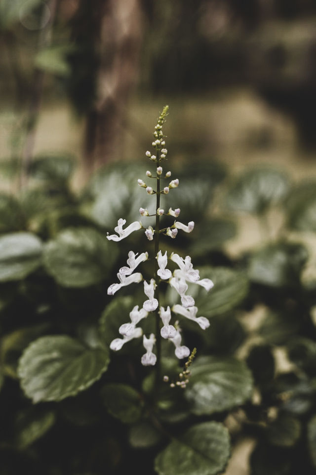 White flower 