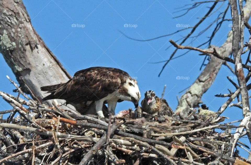 Osprey feeding young