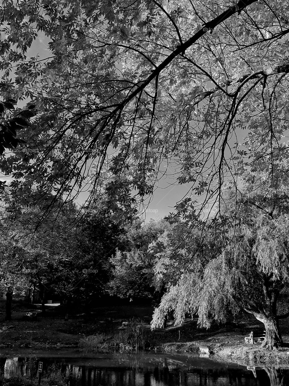 Backlit trees