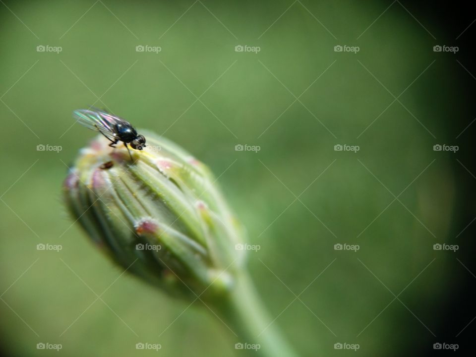 Picture taken with my smartphone and macro lens.