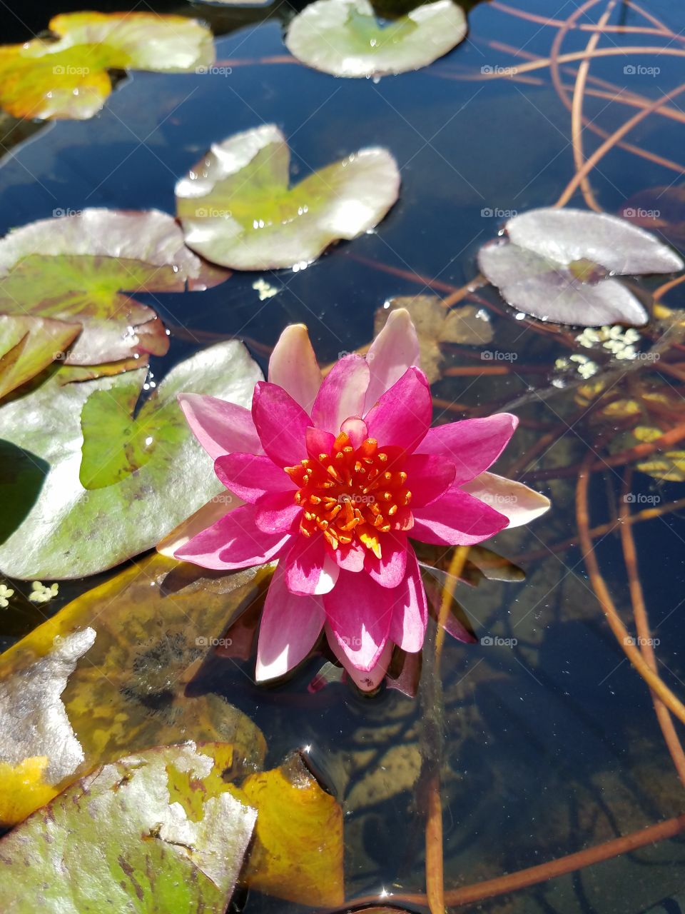 Water lilly