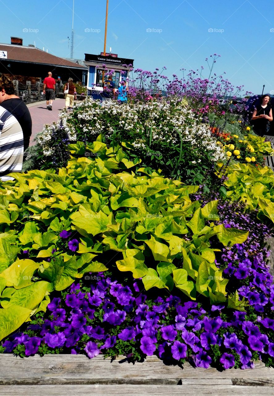 A summer Urban garden