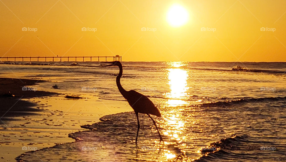 heron leaving ocean at sunrise.