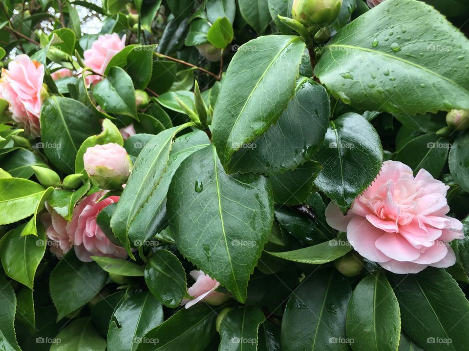 Camellia 