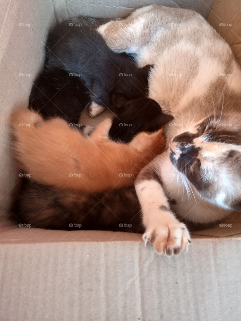 Mamãe gata alimentando seus gatinhos!