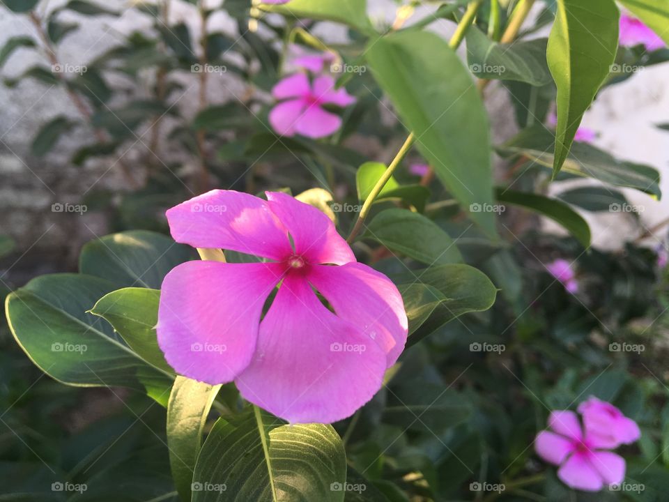 Nithya kalyani flowers 