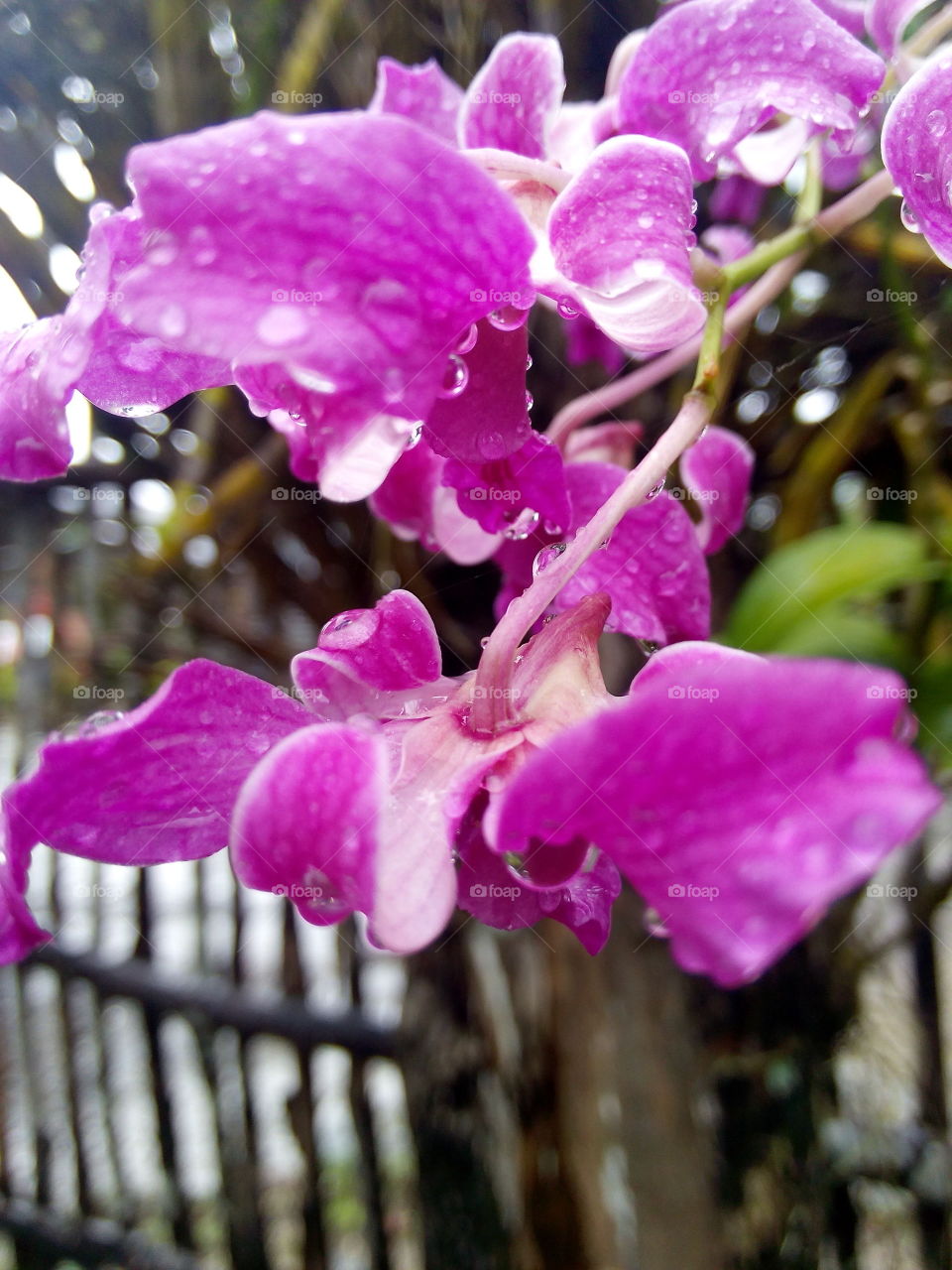 You are so stunning and beautiful in a rainy season. My neighbors orchid plant.