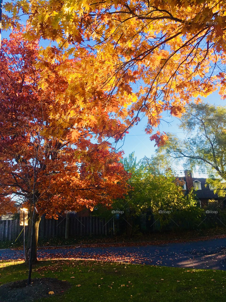 Autumn Tree 04-October 26 2018- Montreal, Quebec, Canada 