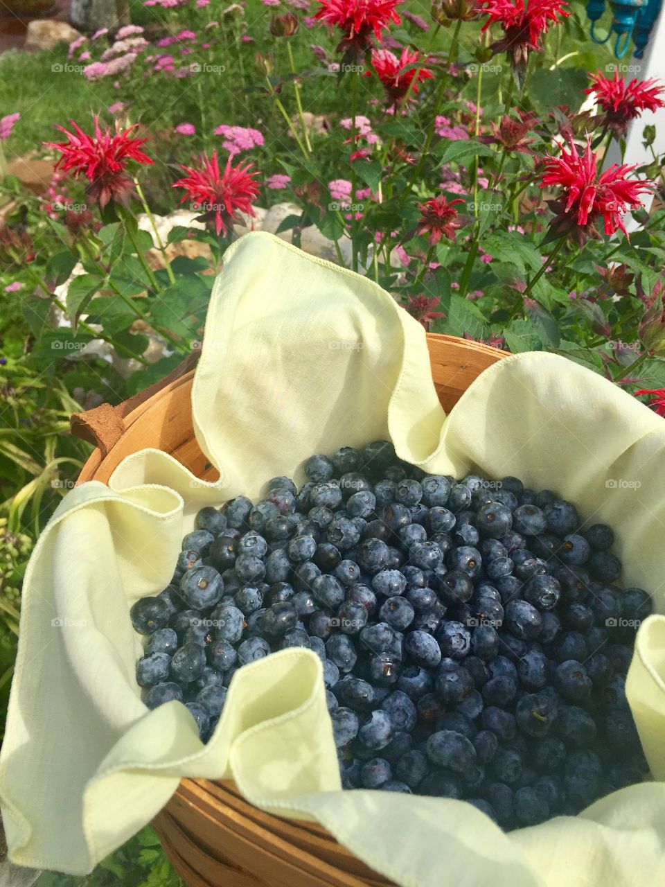 Juicy blueberries