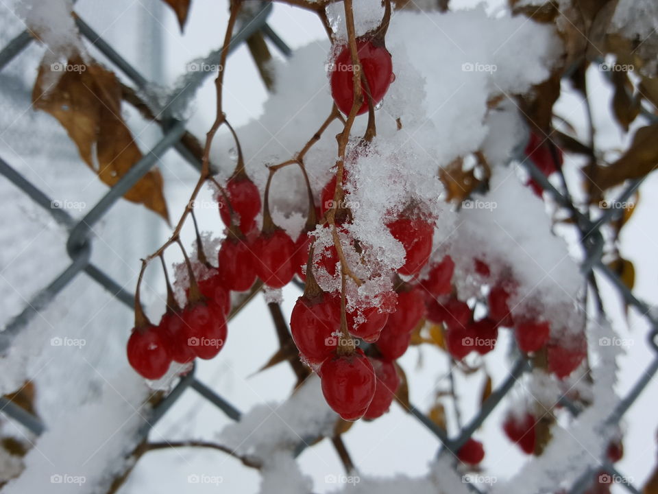 Berries on the Fence in Winter