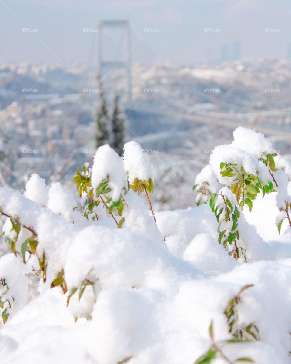 snow-covered branches