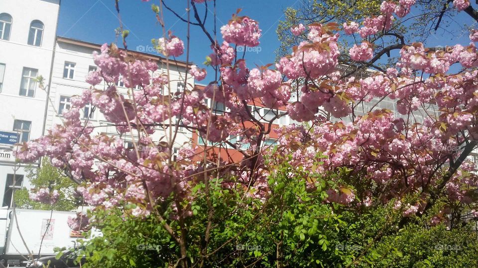 blossoming cherry tree in front of houses