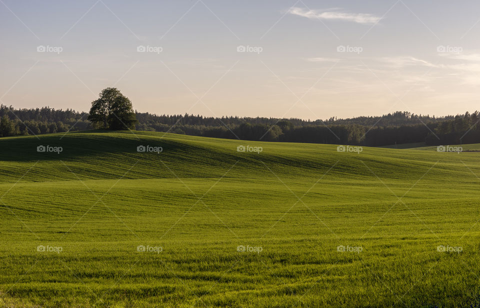 Green. Spring. Wheat. Grass.