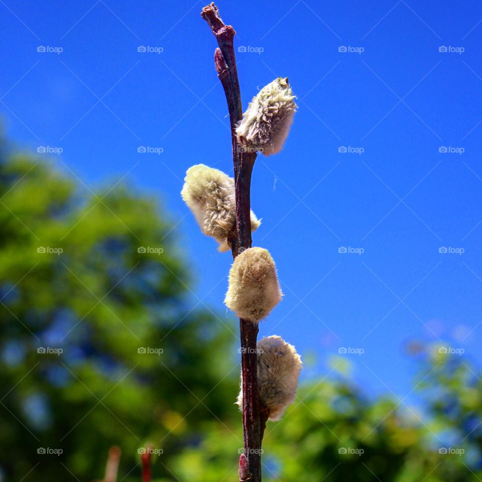 Pussy willow with blue sky 