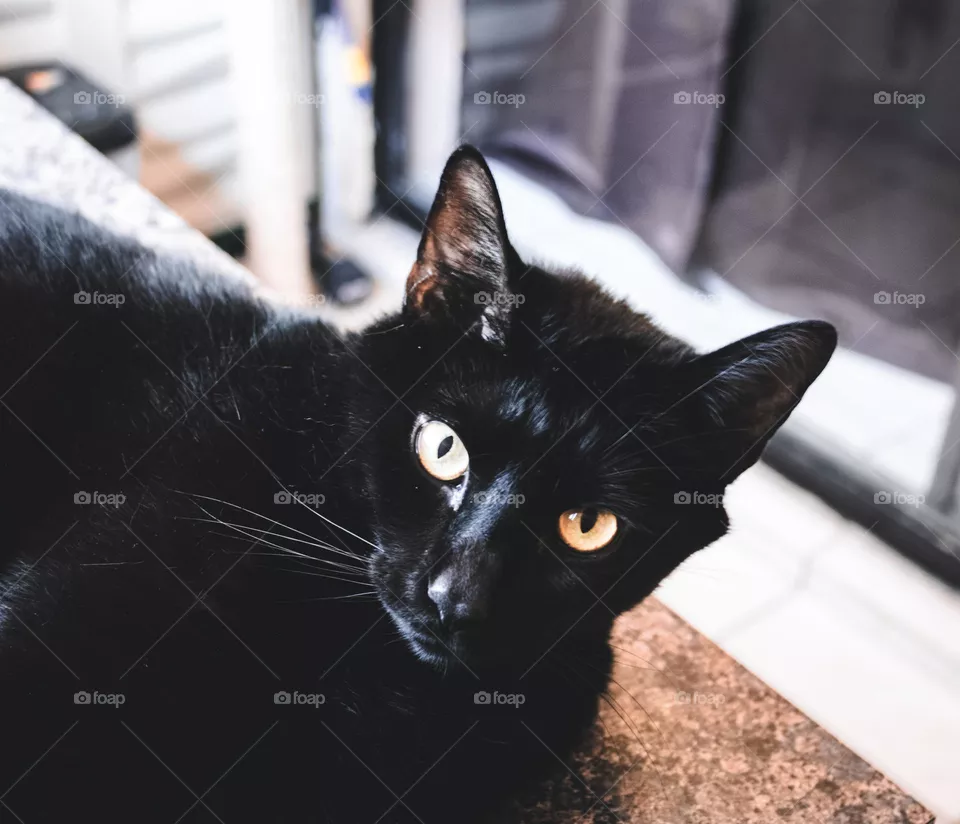 New edit black cat 
