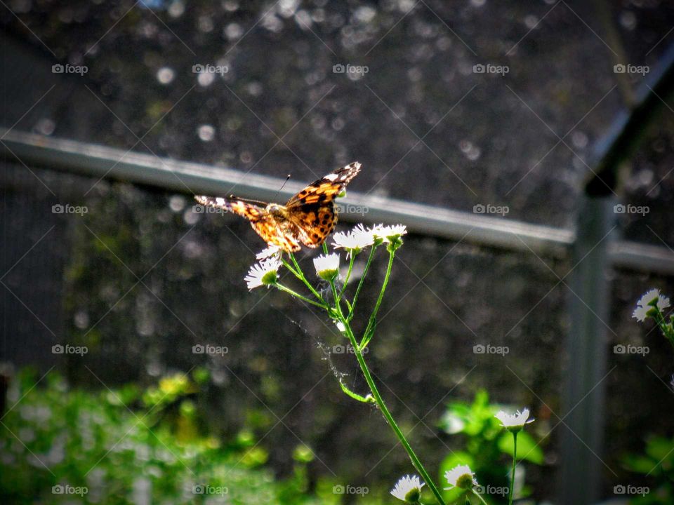 Pretty Butterfly on Flower "Flutter Bye"