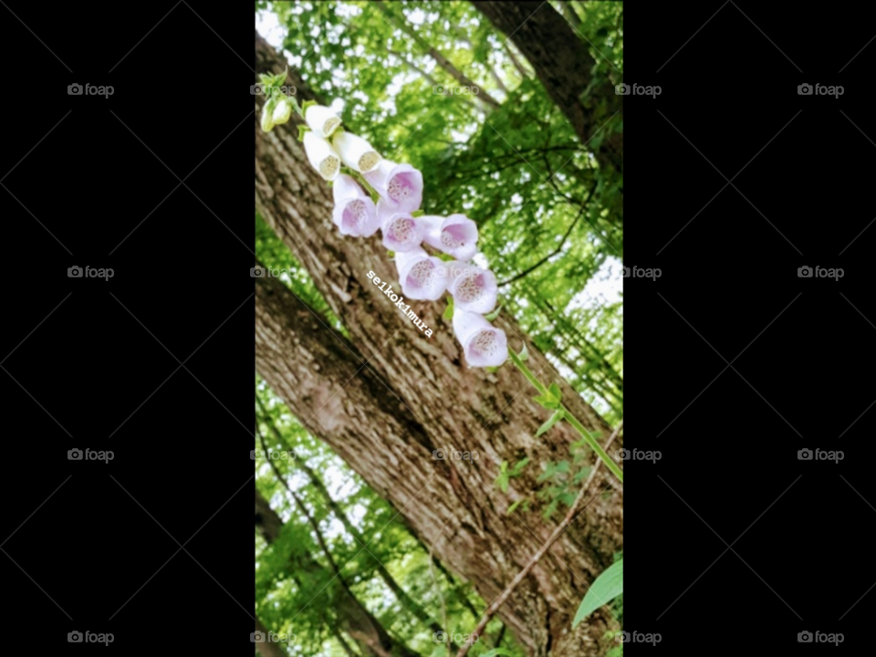 A photo I took at mine and my friend's designated "spot" of a very pretty flower we found that we still have yet to identify haha