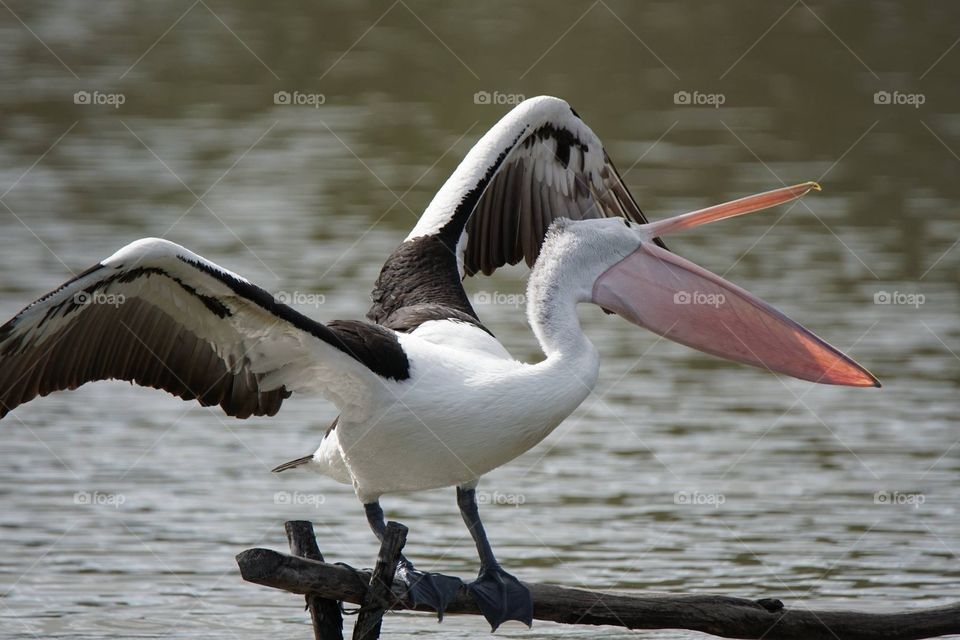 Pelican with wings extended and beak wide open