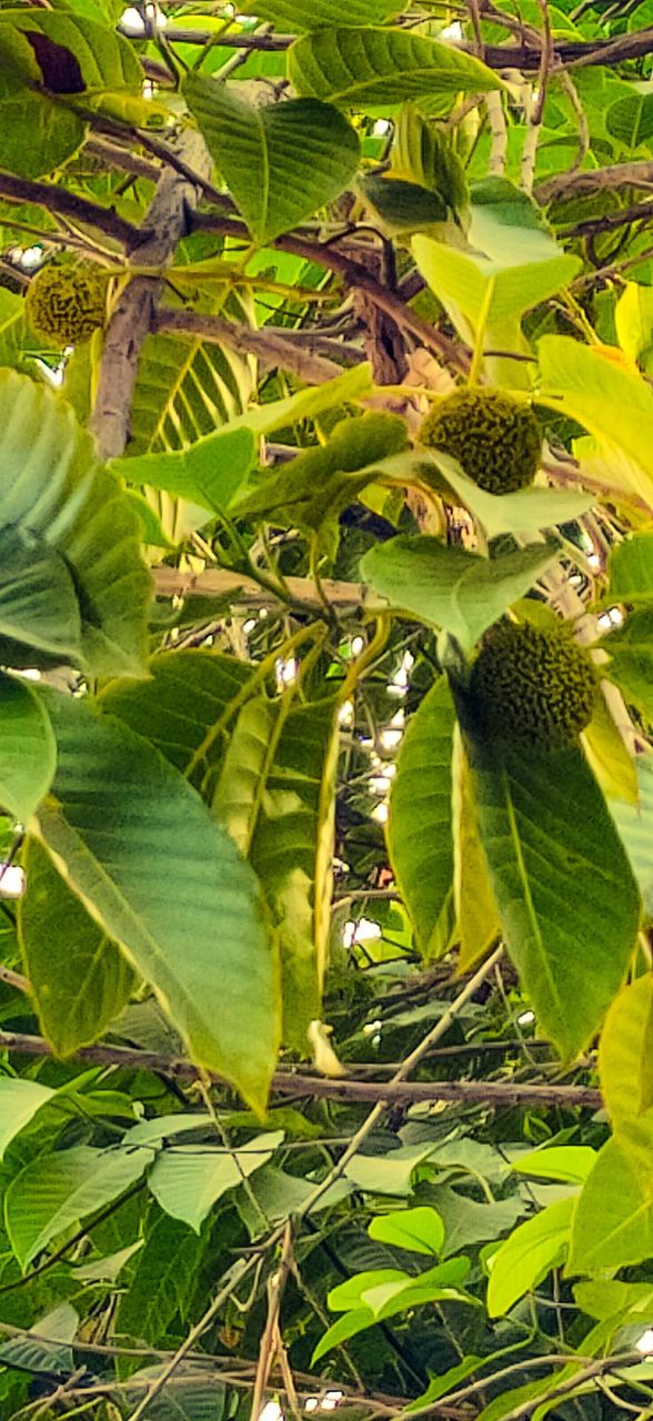 Kadamb Tree/ Burflower Tree