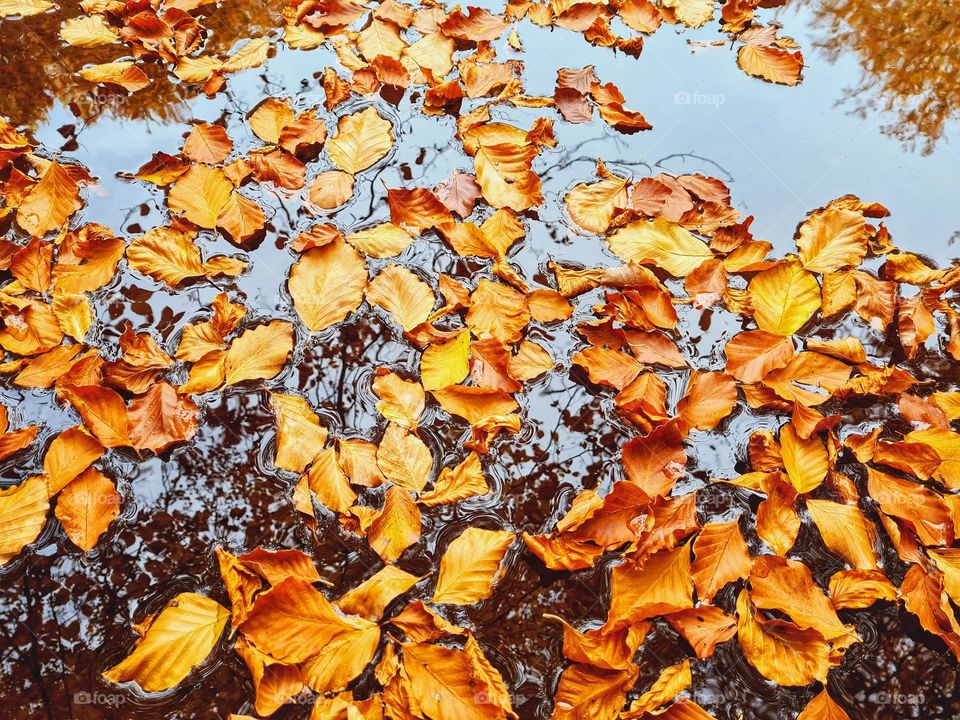 autumn leaves float on a puddle