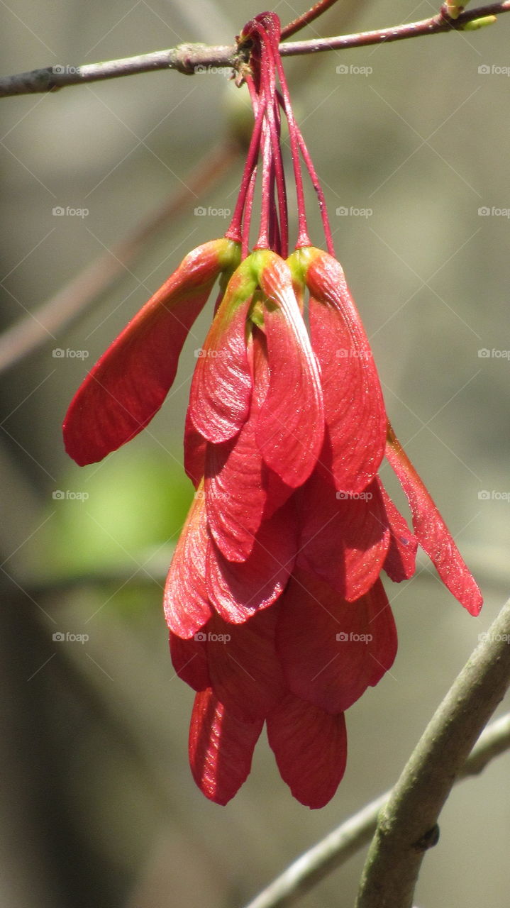 Seeds on a maple tree
