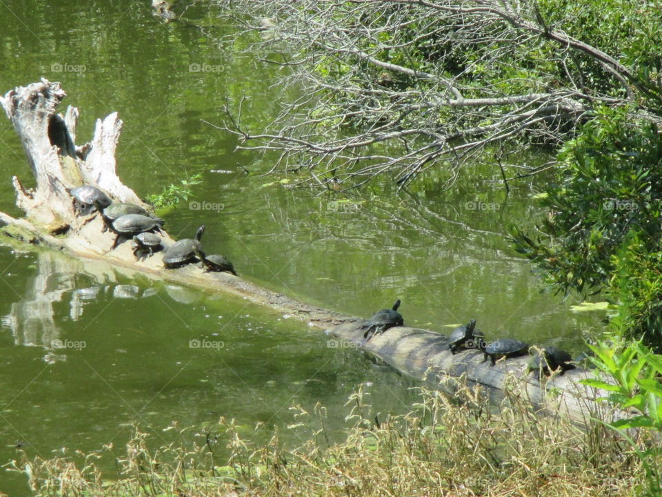 turtles on a tree log in the water