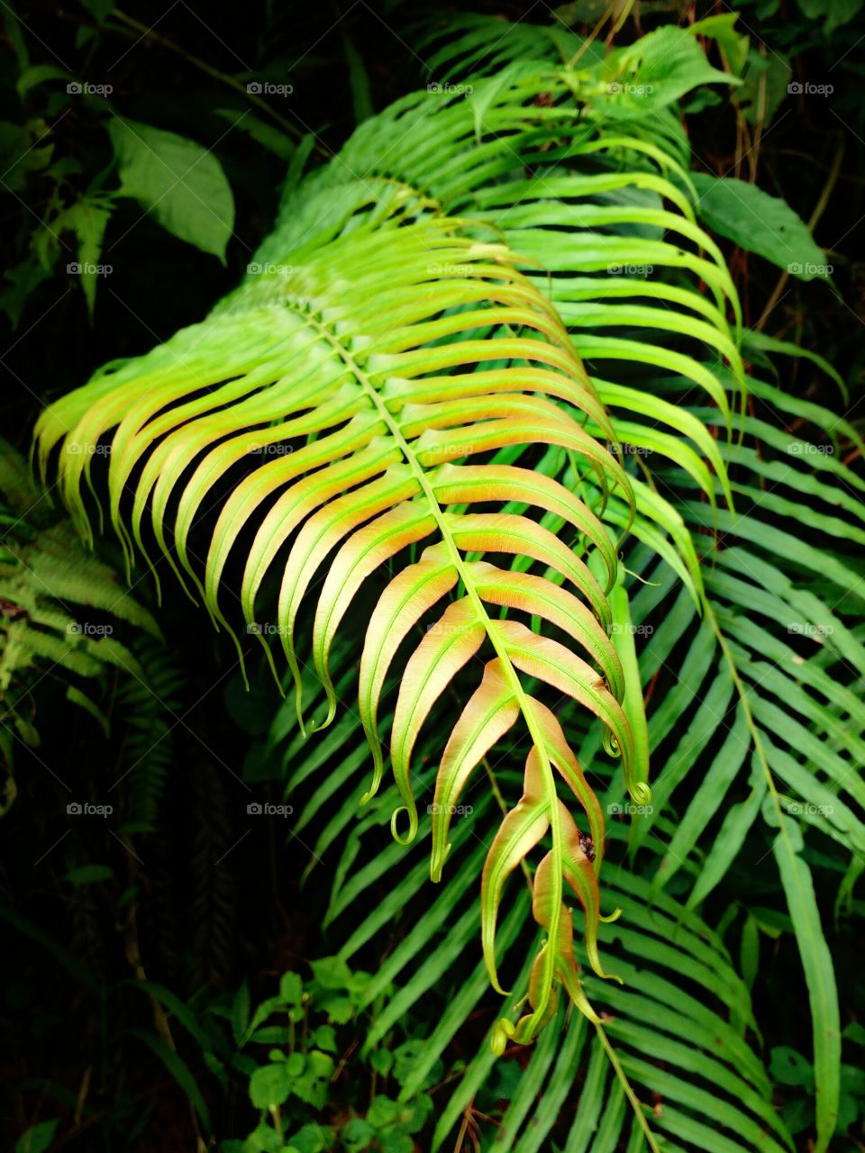 beautiful split leaf