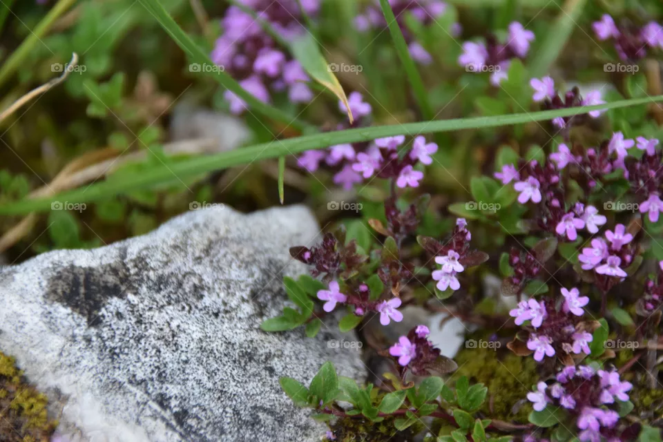 thyme plant