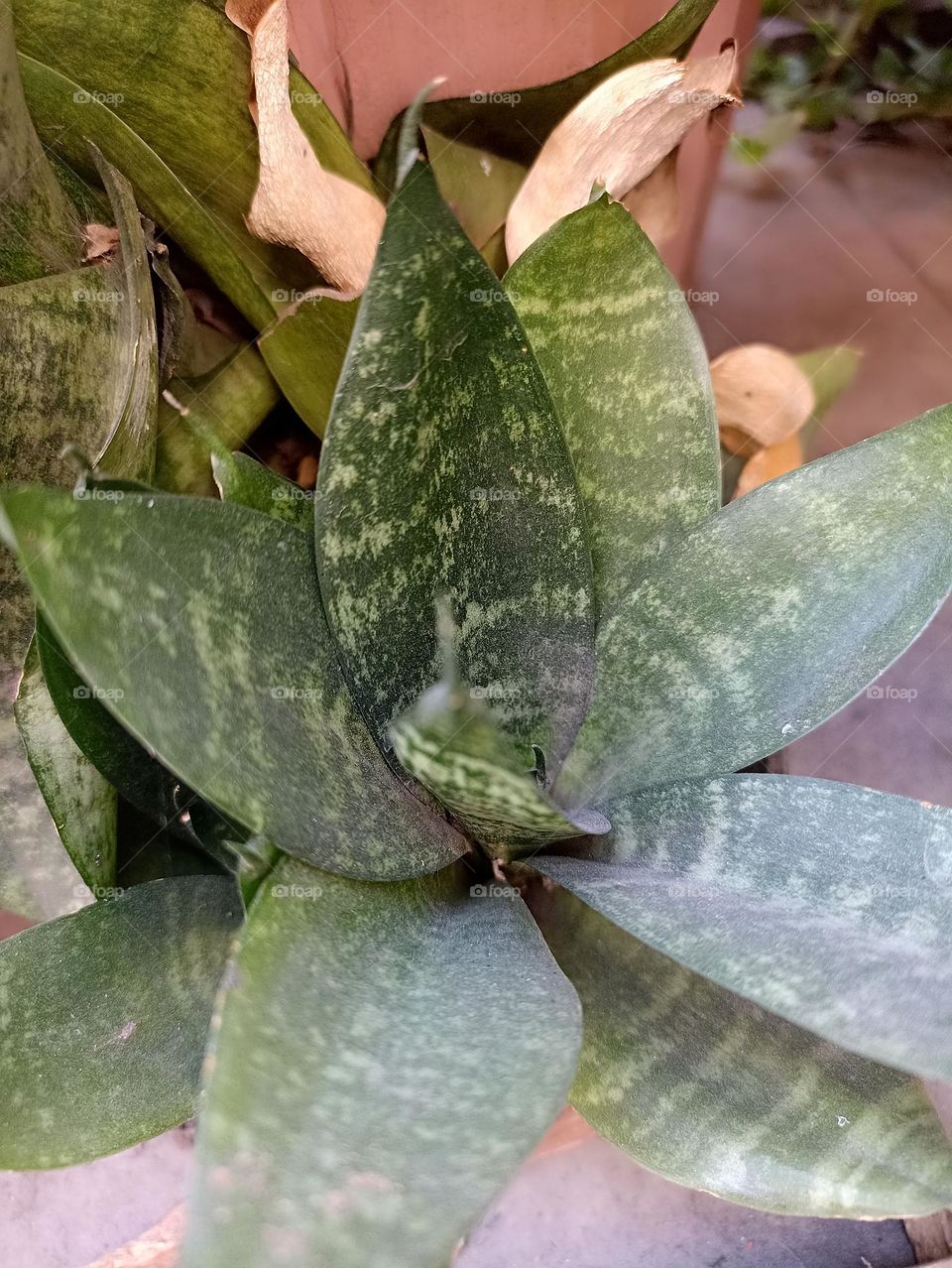 I am hard to twist so be like me