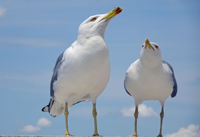 Front view of seagulls