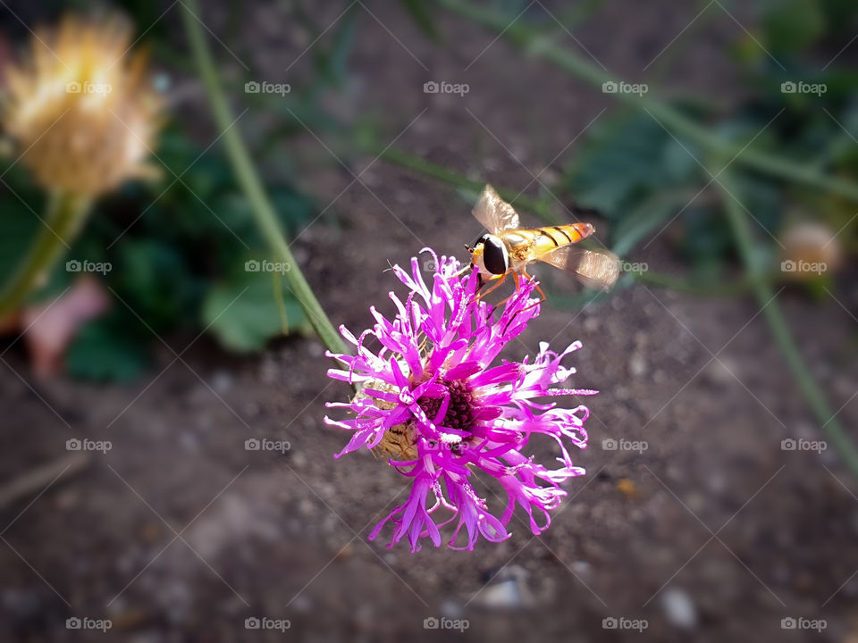 insect with moving wings