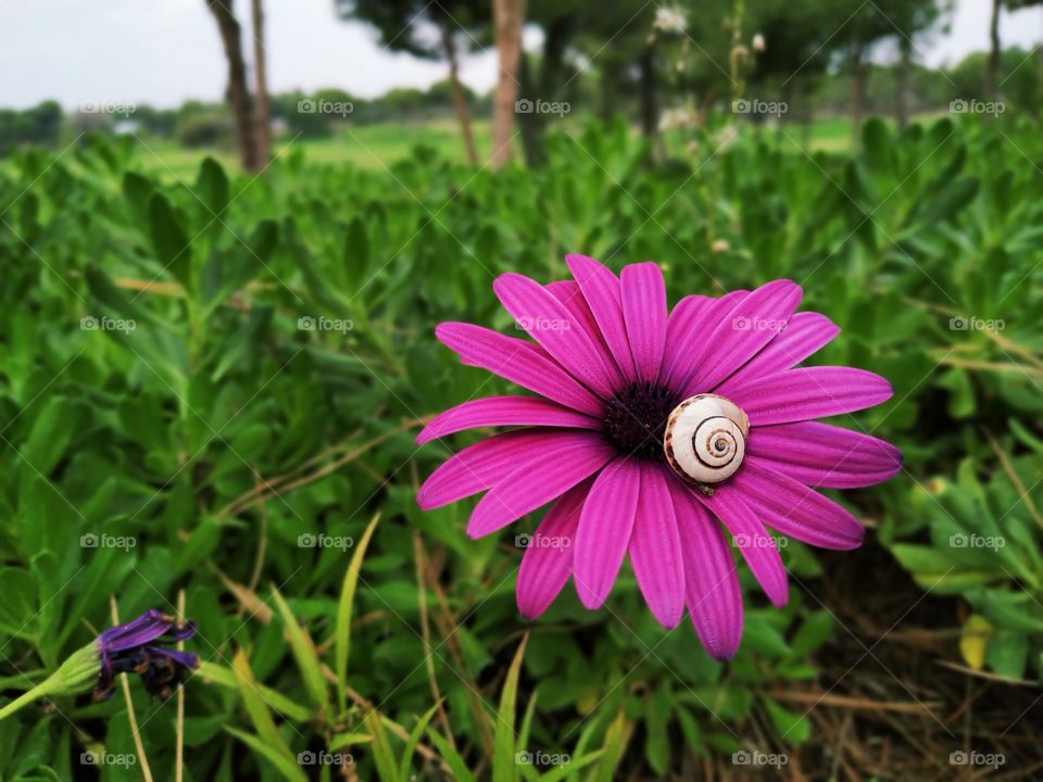 Purple flower blossom above the green bush with little snail on it. And with trees behind