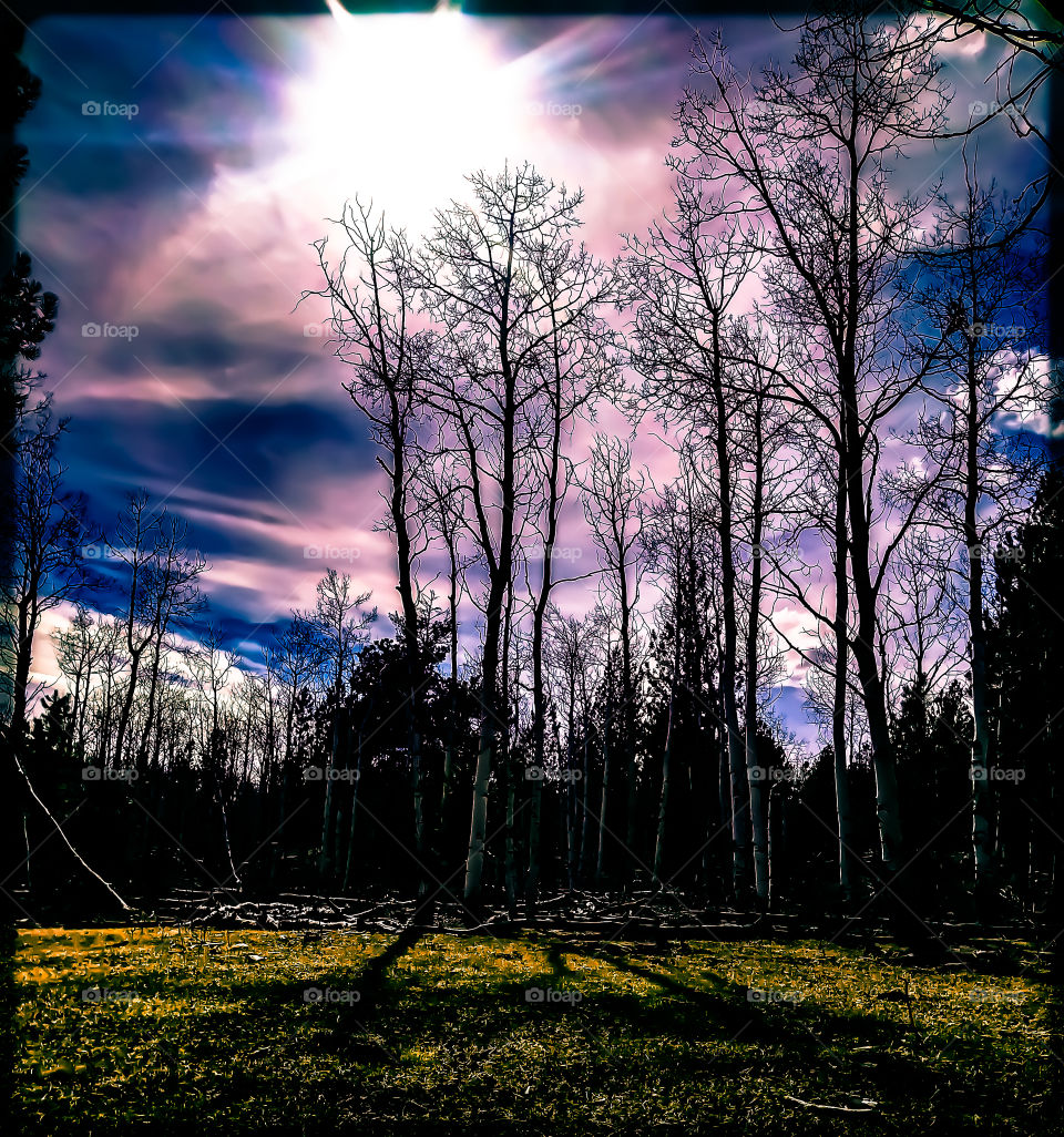 lost in the woods with unicorns