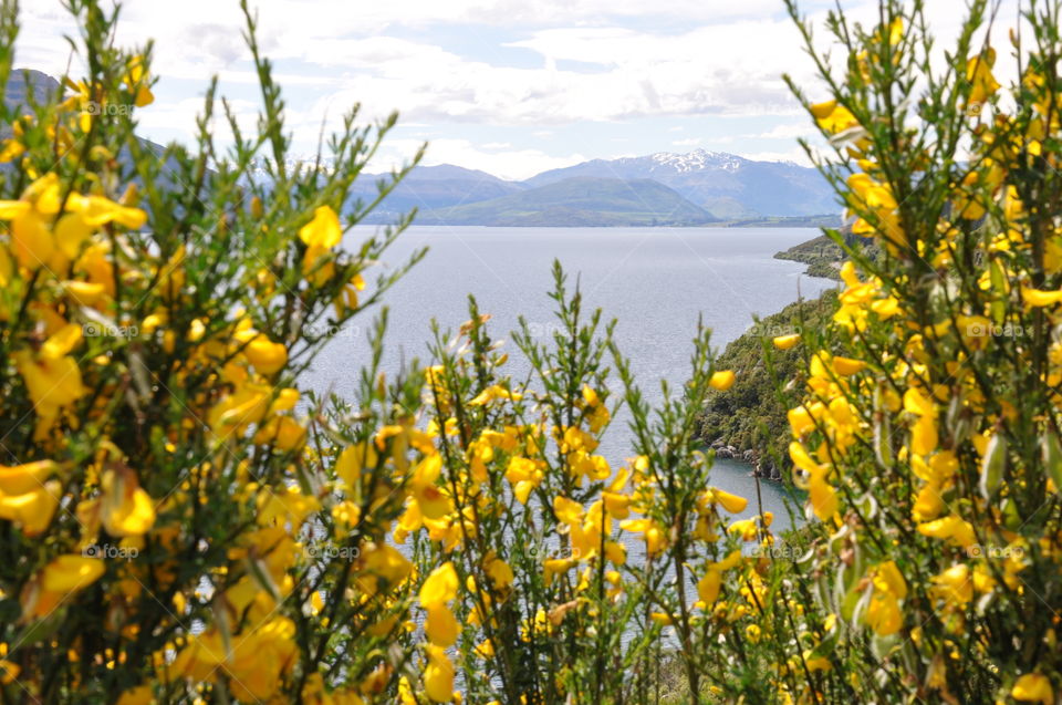 Yellow flowers and view on mountains in New Zealand