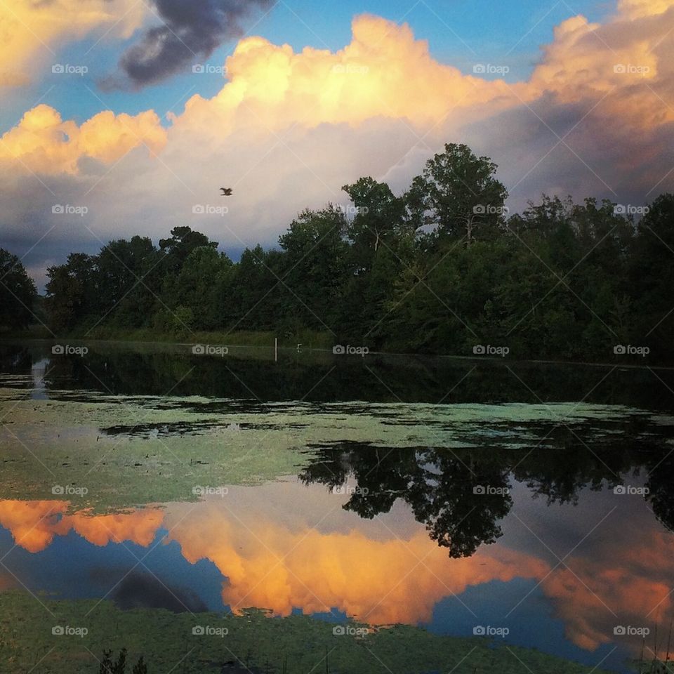 Hawk in flight at sunset
