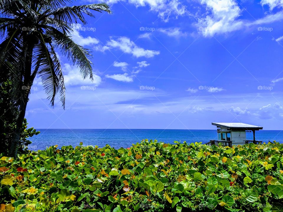 Landscape image of the ocean beyond a lush line of greenery and lifeguard hut