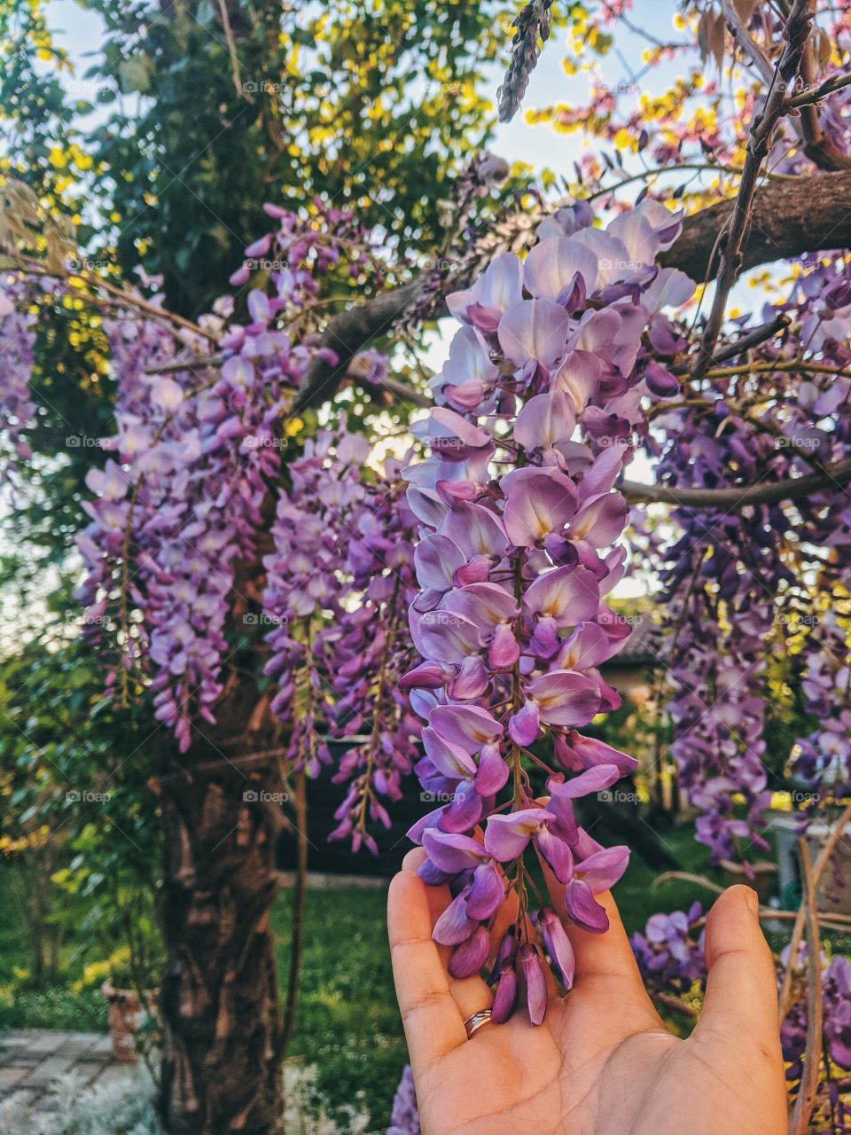 Beautiful background of the blooming purple wisteria tree branch close up. Top view. Natural and season backgrounds. Spring concept.