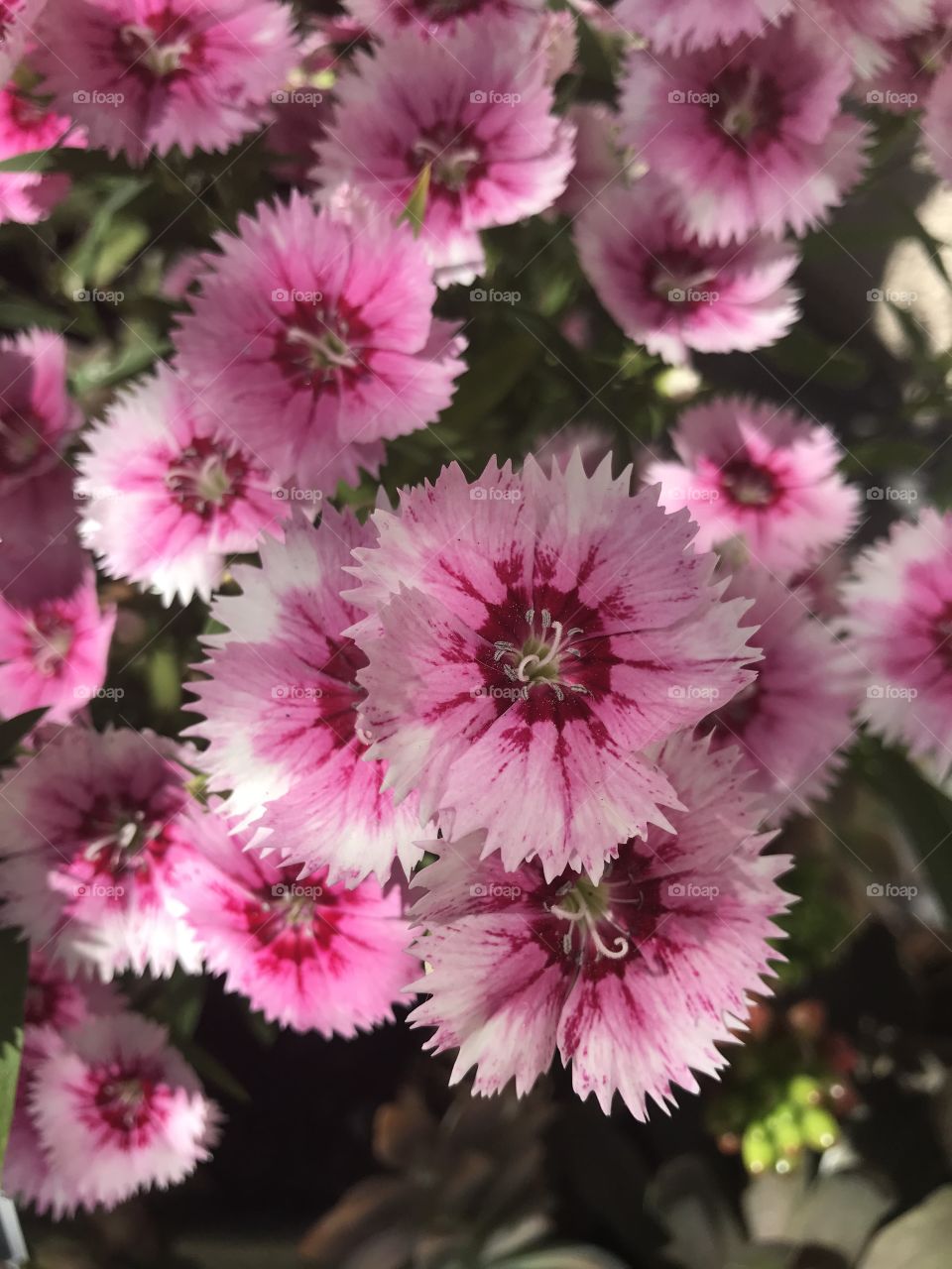 Pink dianthus 