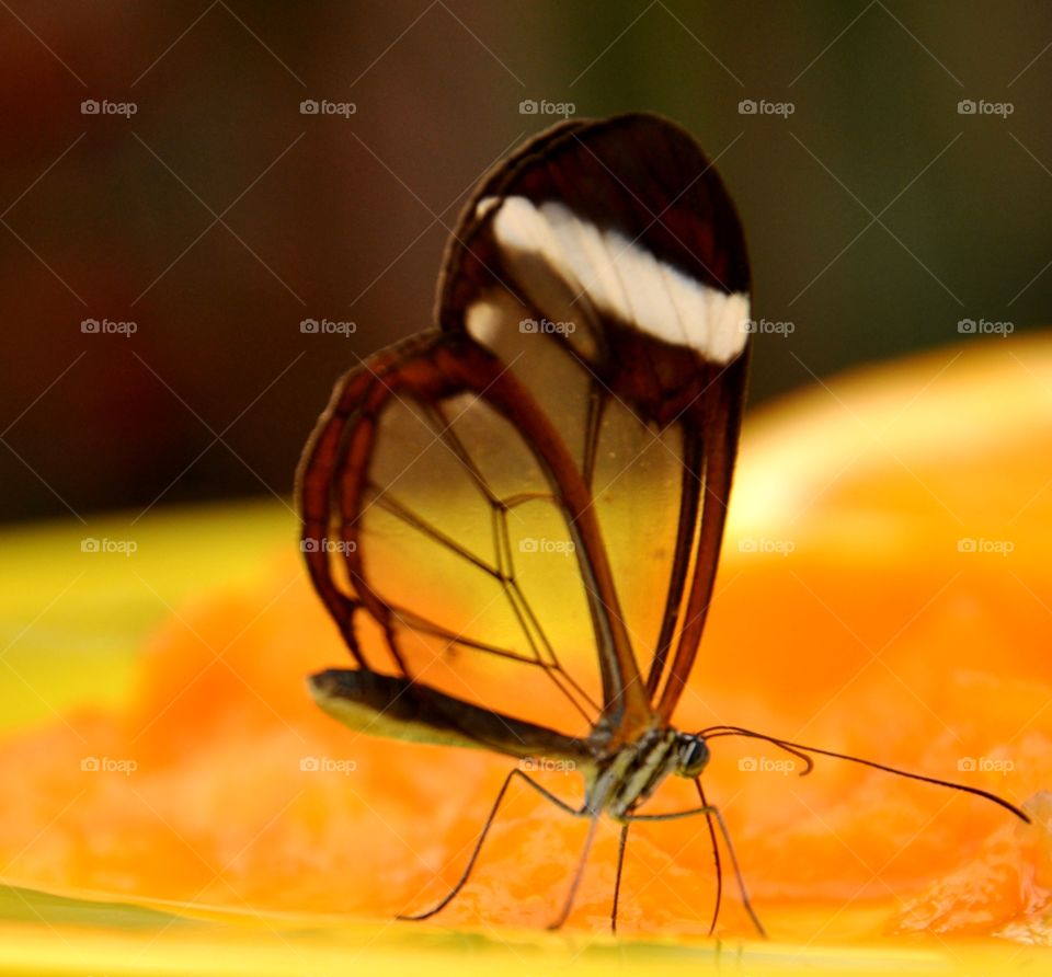 Transparent butterfly 