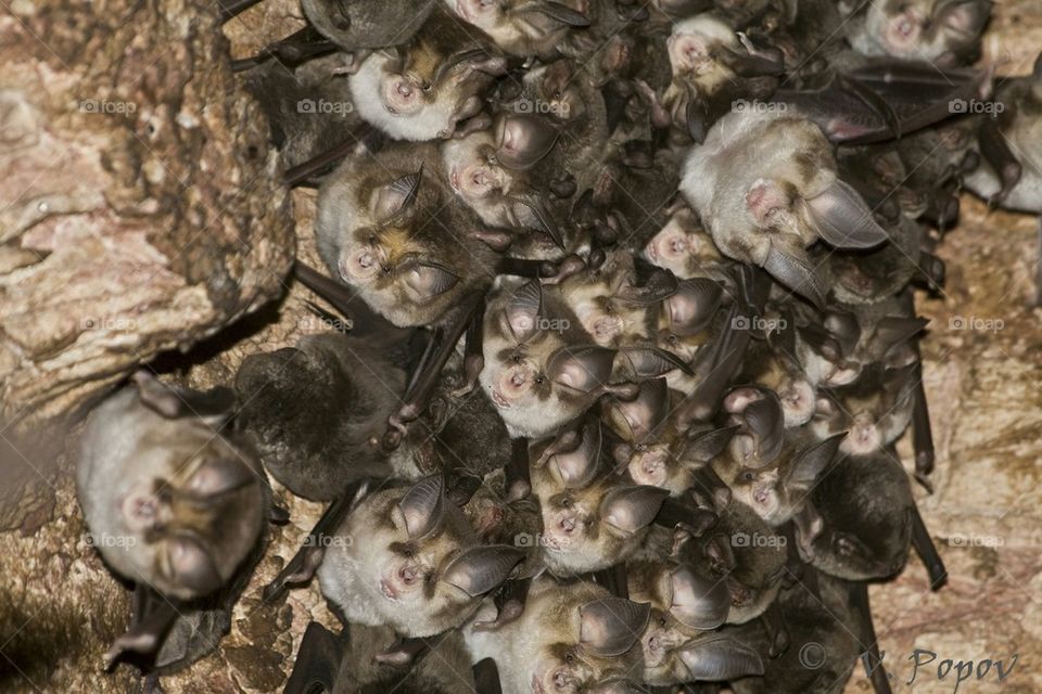 Colony of bats