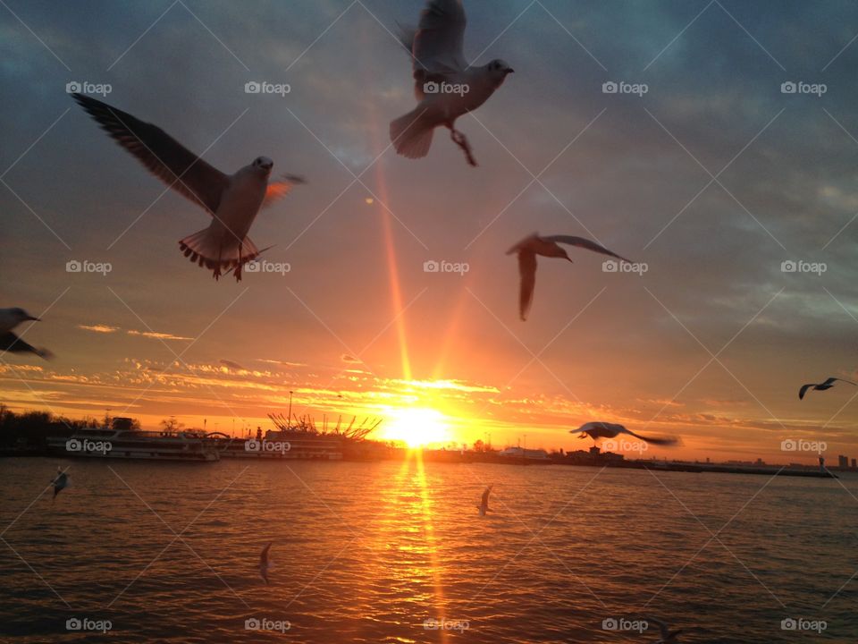 Sunset, Seagulls, Water, Bird, Sun