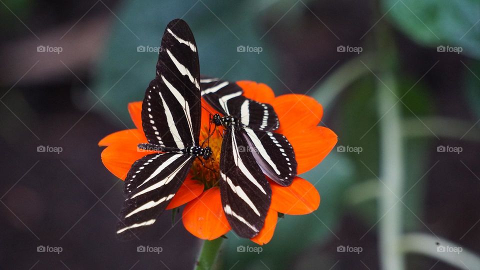 beautiful butterfly
