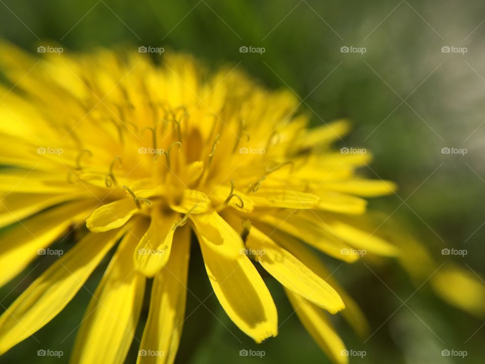 dandelion