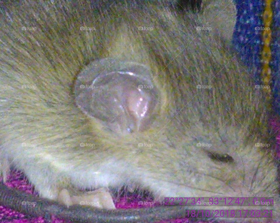 This is a baby mouse sitting and playing.