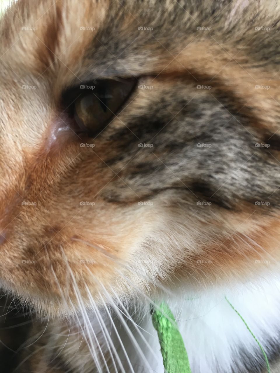 Cat eye close up