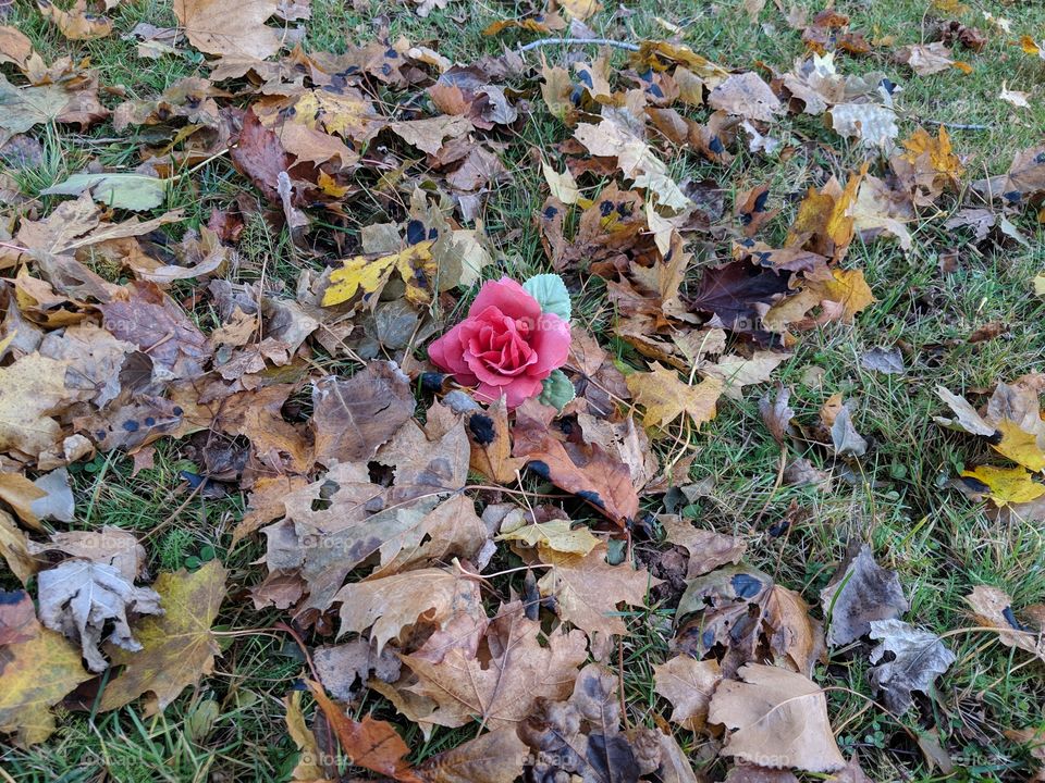 discarded synthetic flower sitting among autumn leaves.