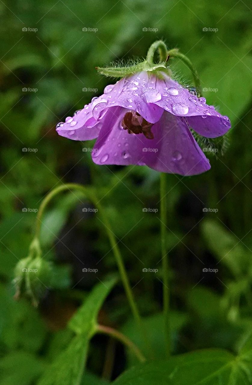 Little purple umbrella