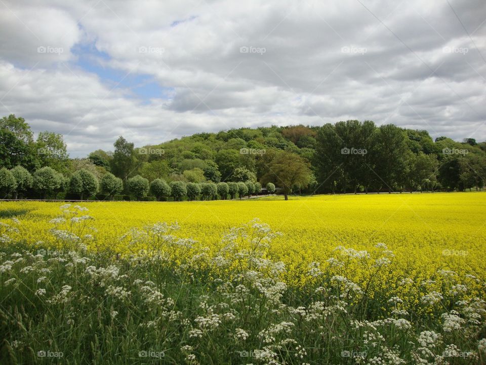 Field Of Gold