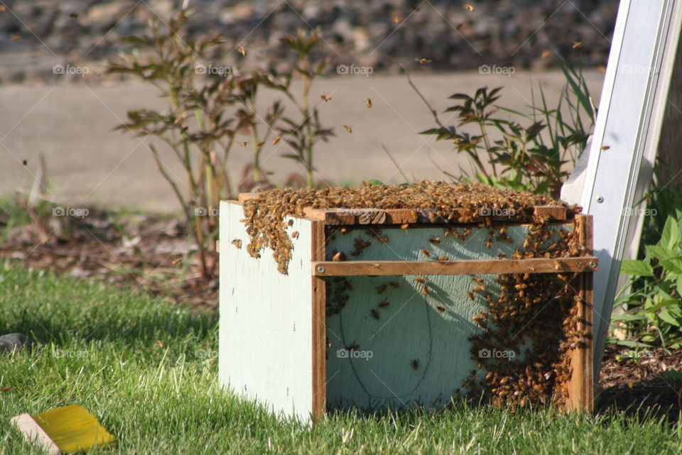 bee swarm. bees